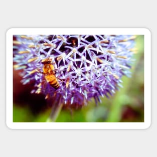 Bee On Small Globe Thistle 3 Sticker